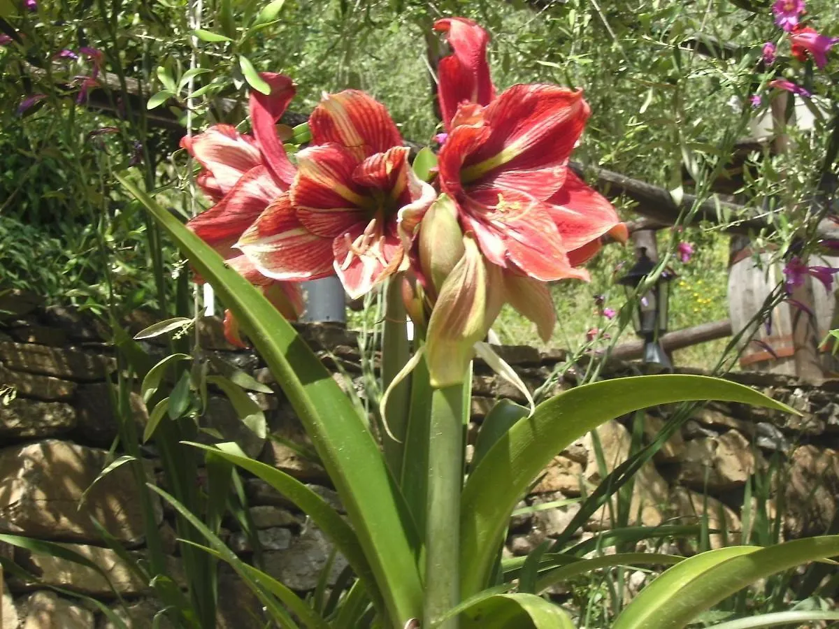 Holiday home Nostro Rifugio Villa Apricale Italy